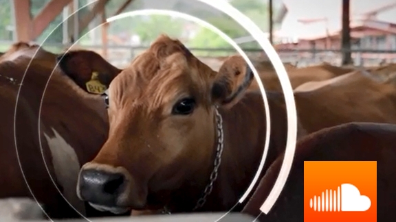 PODCAST: Happy Cows Help Save the Planet